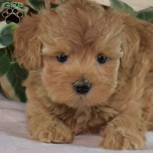 Jewel, Maltipoo Puppy