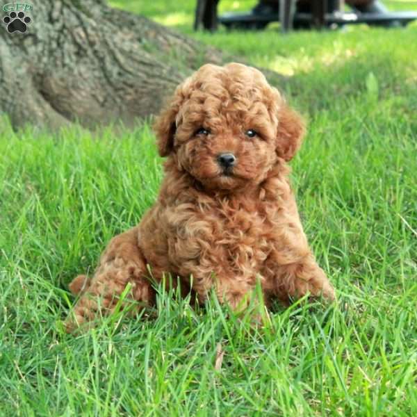 Jill, Toy Poodle Puppy