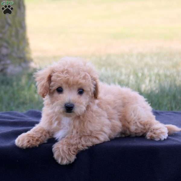 Jill, Bich-Poo Puppy