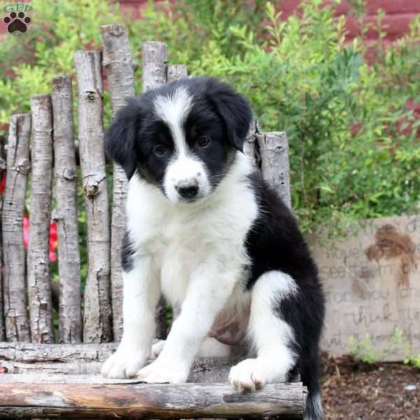 Jimmy, Border Collie Puppy