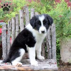 Jimmy, Border Collie Puppy