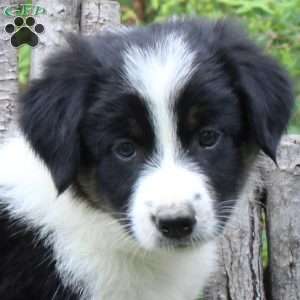 Jimmy, Border Collie Puppy