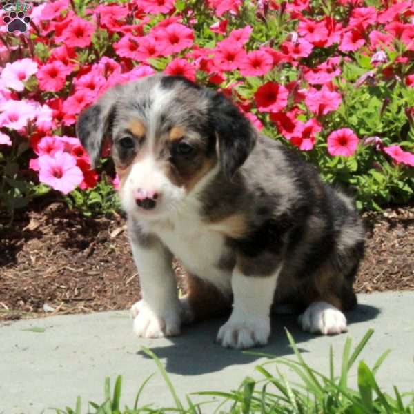 Jingle, Border Collie Mix Puppy