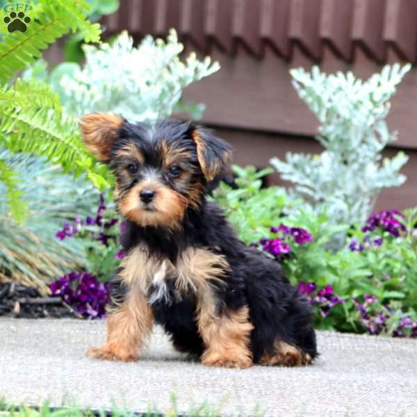 Jingle, Yorkie Puppy