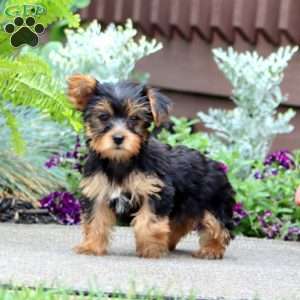 Jingle, Yorkie Puppy
