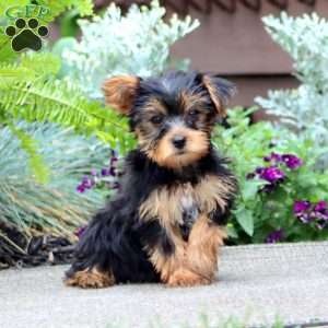 Jingle, Yorkie Puppy