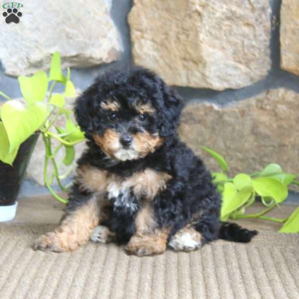 Jodi, Miniature Poodle Puppy