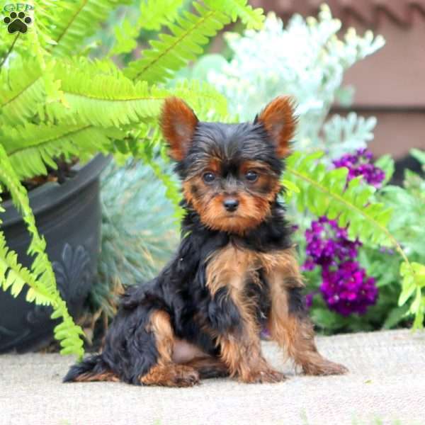 Jodi, Yorkie Puppy