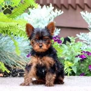 Jodi, Yorkie Puppy