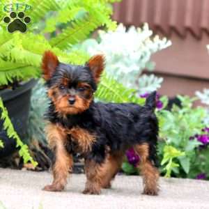 Jodi, Yorkie Puppy