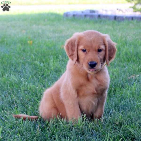 Joelle, Golden Retriever Puppy