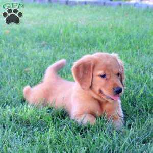 Joelle, Golden Retriever Puppy