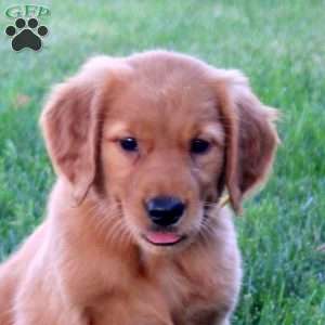 Joelle, Golden Retriever Puppy