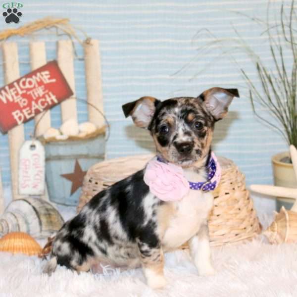 Joelle, Chihuahua Puppy