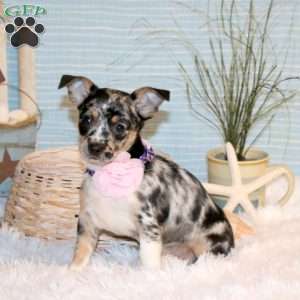 Joelle, Chihuahua Puppy