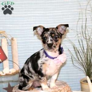 Joelle, Chihuahua Puppy