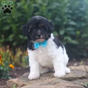 Joey, Havapoo Puppy