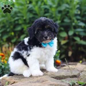 Joey, Havapoo Puppy