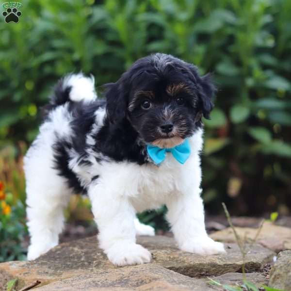 Joey, Havapoo Puppy