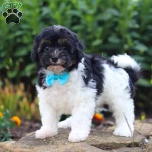 Joey, Havapoo Puppy