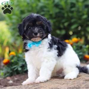 Joey, Havapoo Puppy