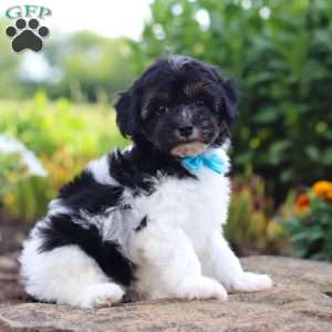 Joey, Havapoo Puppy