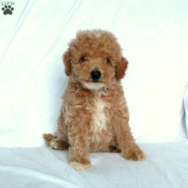 Joey, Miniature Poodle Puppy