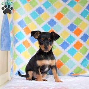 Jackson, Jack Russell Mix Puppy
