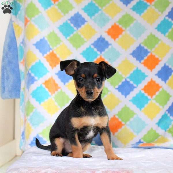 Joey, Jack Russell Mix Puppy