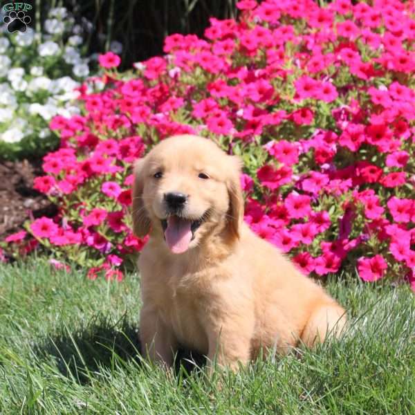 Joey, Golden Retriever Puppy