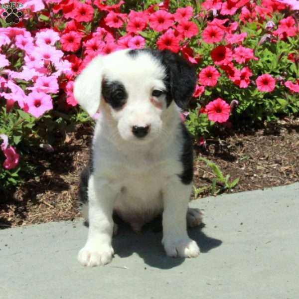 Joey, Border Collie Mix Puppy