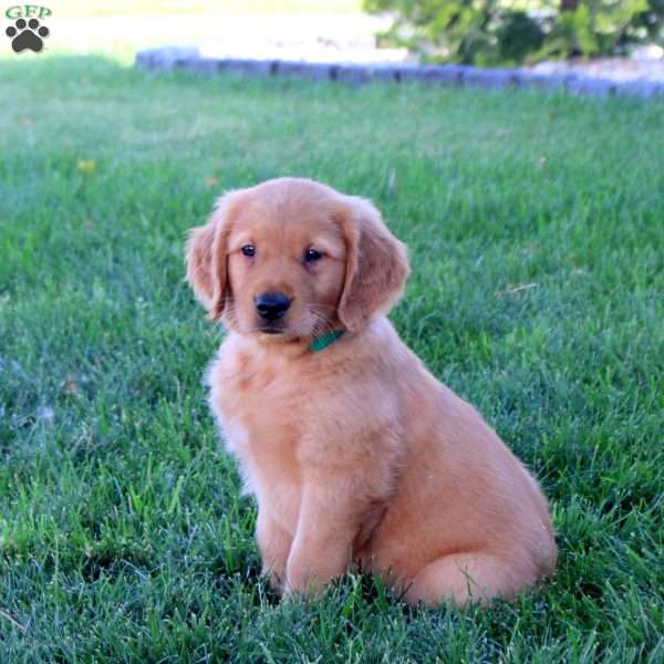Joey, Golden Retriever Puppy