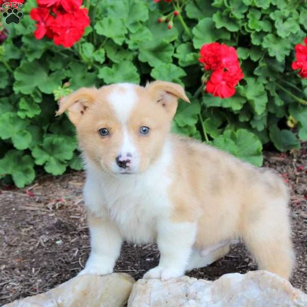 Joey, Pembroke Welsh Corgi Puppy