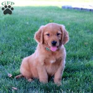 Joey, Golden Retriever Puppy