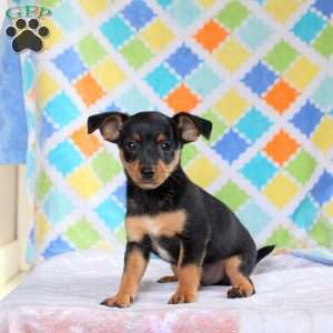Joey, Jack Russell Mix Puppy
