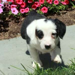 Joey, Border Collie Mix Puppy