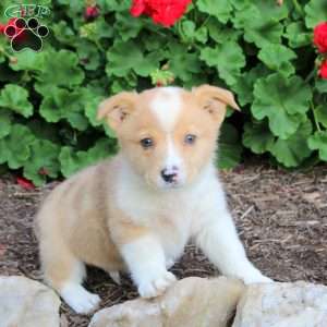 Joey, Pembroke Welsh Corgi Puppy
