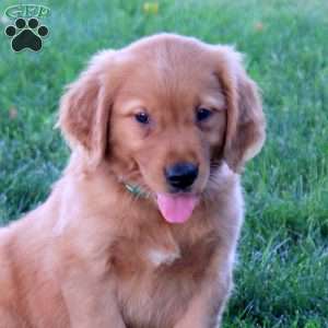 Joey, Golden Retriever Puppy