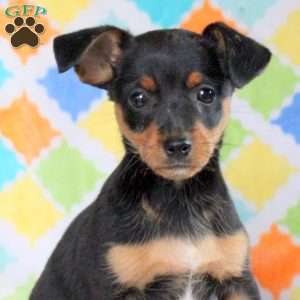 Joey, Jack Russell Mix Puppy