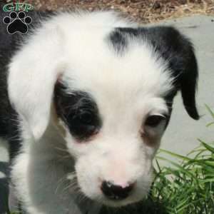 Joey, Border Collie Mix Puppy
