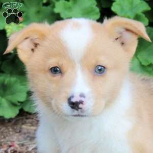 Joey, Pembroke Welsh Corgi Puppy