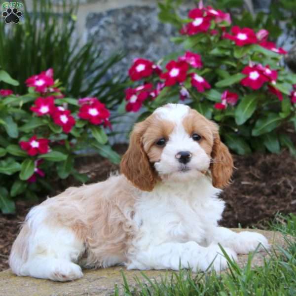 Joey, Cavapoo Puppy