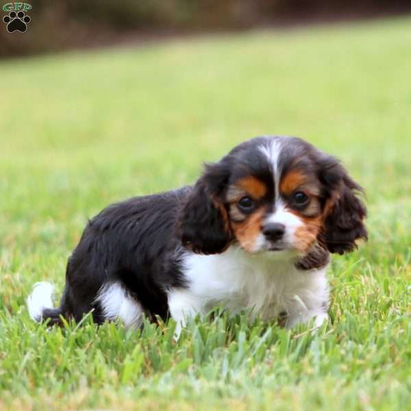 Joey, Cavapoo Puppy