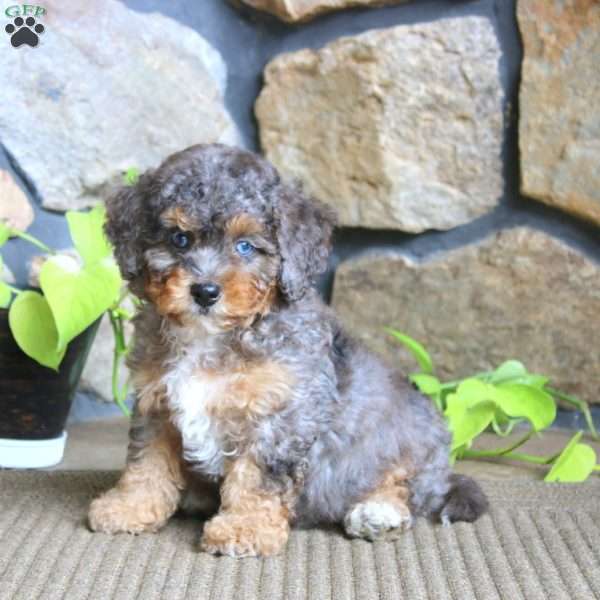 Joey, Miniature Poodle Puppy