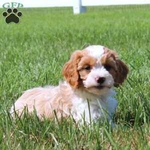 Joey, Cavapoo Puppy