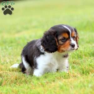 Joey, Cavapoo Puppy