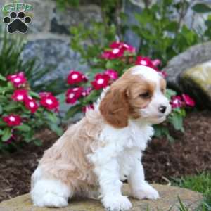 Joey, Cavapoo Puppy