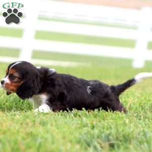 Joey, Cavapoo Puppy