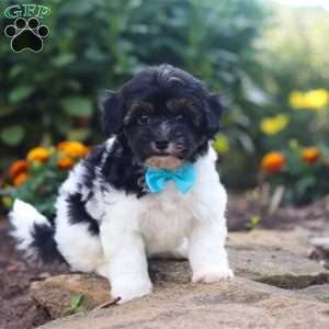 Joey, Havapoo Puppy