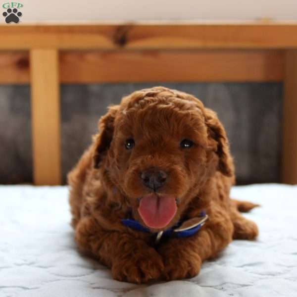 Johnny, Cockapoo Puppy